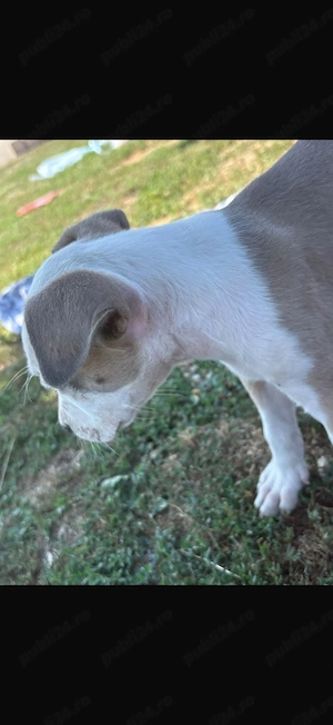 Amstaff de vânzare . - imagine 3