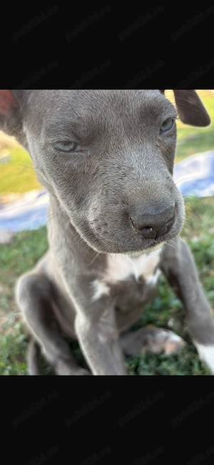 Amstaff de vânzare .