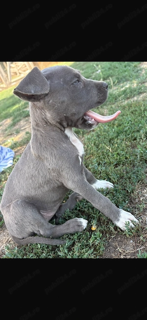 Amstaff de vânzare . - imagine 2