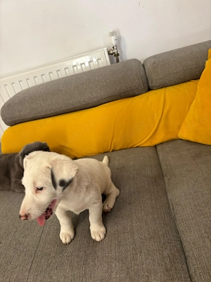 Catelusa Jack Russell Terrier  - imagine 5