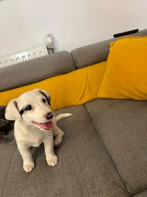 Catelusa Jack Russell Terrier  - imagine 3