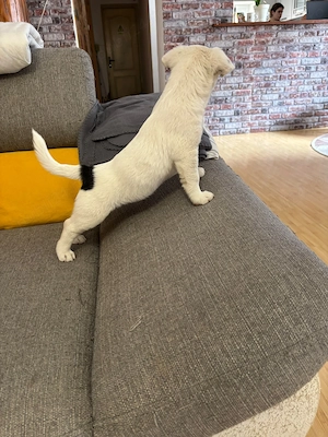 Catelusa Jack Russell Terrier  - imagine 2