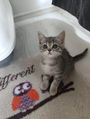 Pui British Shorthair Tabby si Silver- Bucuresti si Dambovita - imagine 2