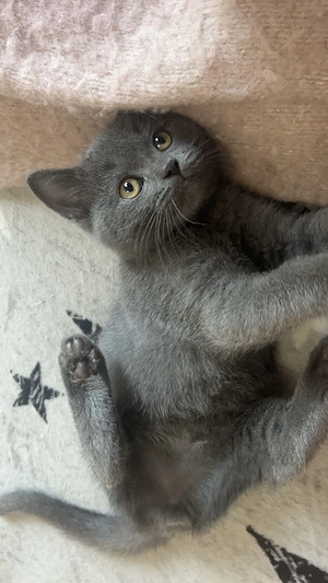 Pui British Shorthair Tabby si Silver- Bucuresti si Dambovita - imagine 5