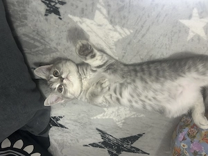 Pui British Shorthair Tabby si Silver- Bucuresti si Dambovita - imagine 3