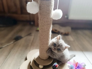 British shorthair