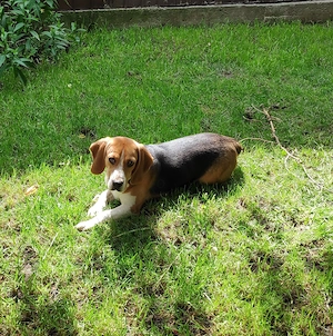 Beagle tricolor  - imagine 2