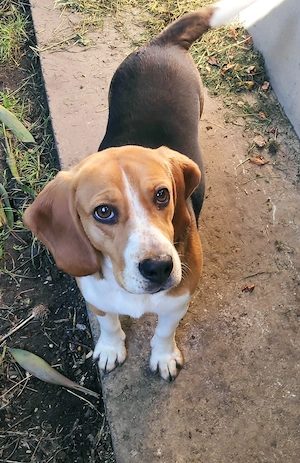 Beagle tricolor  - imagine 1