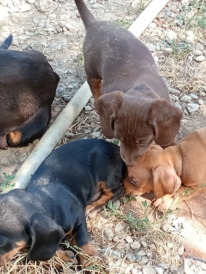 Teckel pui. Negrii , ciocolati si Isabell.
