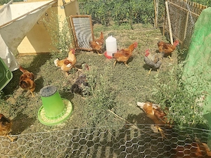 Cocosi de vanzare