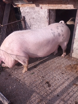 Vănd scroafă 300 kg   ioan