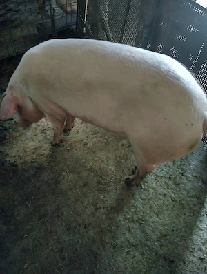 De vânzare scrofițe Landras are 6   luni pentru reproducere 