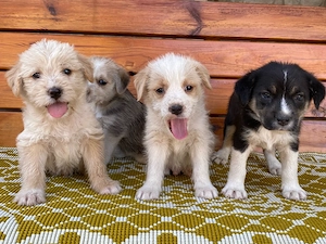Donez cățeluși spre adopție