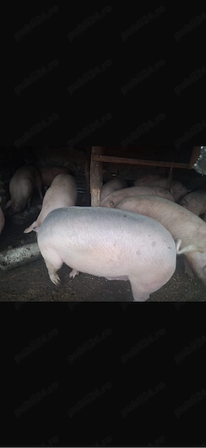 vand porci 