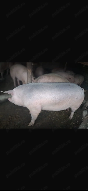 Porci de rasa 