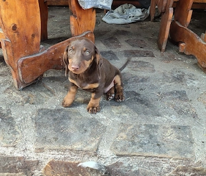 Disponibil mascul teckel ciocolatiu 