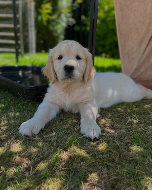 Golden Retriever 
