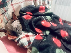 Moby caută o casă fără alte animale și fără copii mici -  ideal, o familie care cunoaște deja rasa  - imagine 5