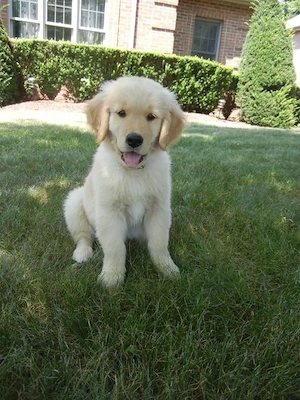 Golden Retriever 