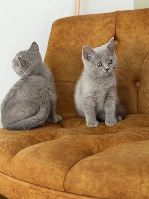 British shorthair fetite - imagine 2