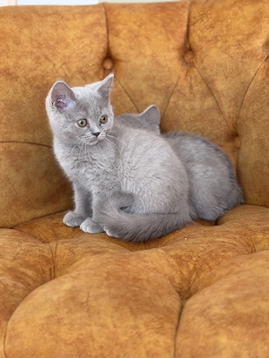British shorthair fetite