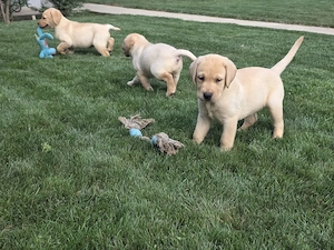 Pui de Labradori Retriever - imagine 5