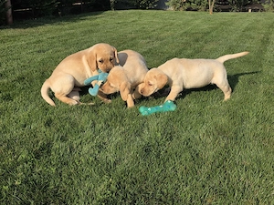 Pui de Labradori Retriever