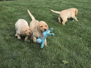 Pui de Labradori Retriever - imagine 4