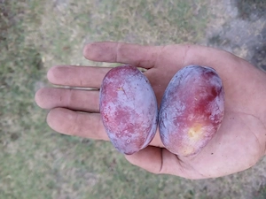 Prune de vanzare 3 ron kg negociabil