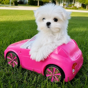 Bichon Maltez Mini Toy - imagine 4