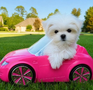 Bichon Maltez Mini Toy