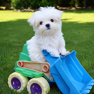 Bichon Maltez Mini Toy - imagine 2