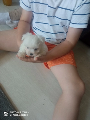 Bichon maltez mini toy