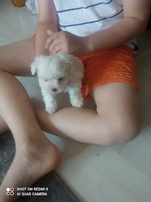 Bichon maltez mini toi