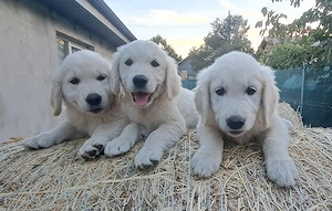 Golden retriever băieți și fete  - imagine 5