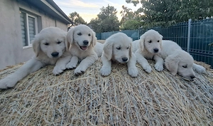 Golden retriever băieți și fete 