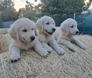 Golden retriever băieți și fete  - imagine 2