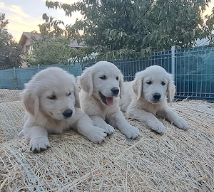 Golden retriever băieți și fete  - imagine 3