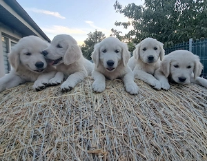 Golden retriever băieți și fete  - imagine 4