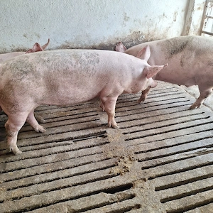 Porci între 150 și 200 kg - imagine 4