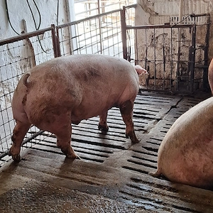 Porci între 150 și 200 kg - imagine 3