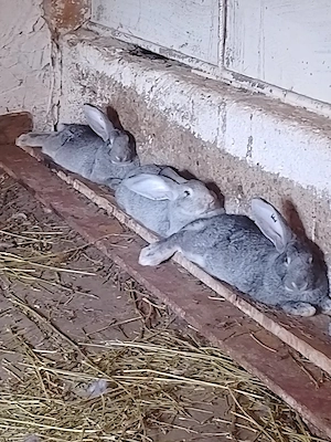 Iepurite de vânzare 
