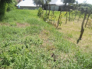 Casa la 25 km de Piatra Neamt spre Bacau - imagine 7
