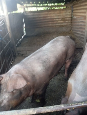Vand porc 