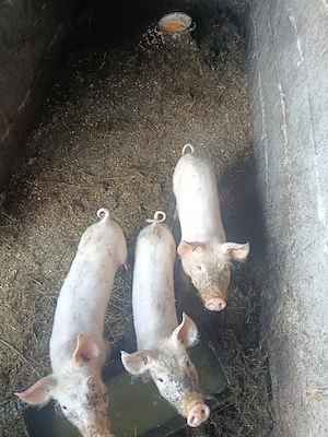purcei de vanzare