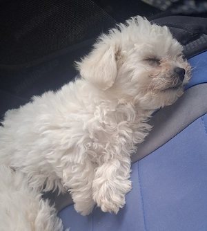 Bichon maltez mini toy - imagine 3