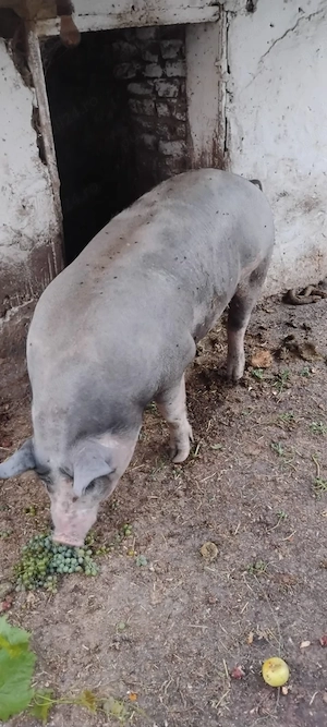 De vânzare porc de carne