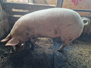 Vând 2 scroafe gestante 