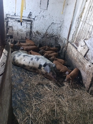 Vând purcei duroc
