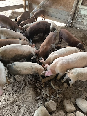 Vând purcei metis duroc